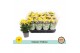 Chrysanthemum ind. tapas time Classic yellow 
