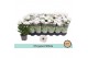 Chrysanthemum ind. alpine time Classic white 