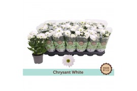 Chrysanthemum ind. alpine time Classic white