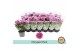 Chrysanthemum ind. giro time Classic pink 