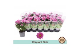 Chrysanthemum ind. giro time Classic pink