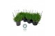 Lavandula aromance white Lavendel angustifolia Aromance White Lavandul 
