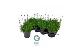 Lavandula aromance white Lavendel angustifolia Aromance White Lavandul