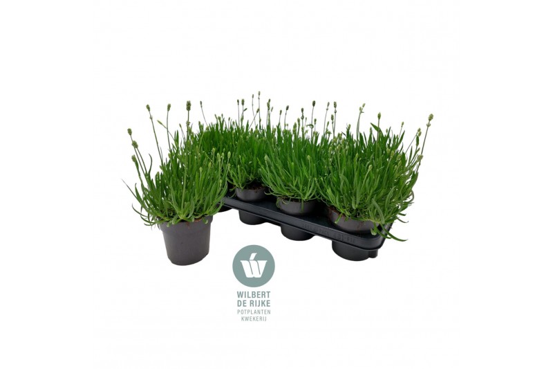 Lavandula aromance white Lavendel angustifolia Aromance White Lavandul 