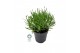 Lavandula aromance white Lavendel angustifolia Aromance White Lavandul 