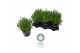 Lavandula aromance white Lavendel angustifolia Aromance White Lavandul 