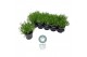 Lavandula aromance white Lavendel angustifolia Aromance White Lavandul 