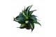 Sansevieria trifasciata hahnii Spiral Star 