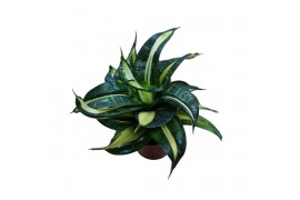 Sansevieria trifasciata hahnii Spiral Star