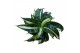 Sansevieria trifasciata hahnii Spiral Star 