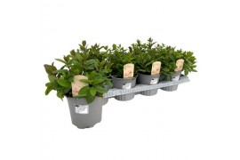 Mentha spicata maroc