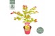 Acer shirasawanum moonrise 