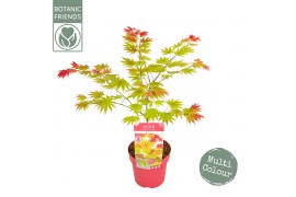 Acer shirasawanum moonrise