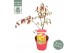 Acer shirasawanum moonrise 