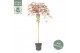 Acer palmatum garnet 90 cm cm stam 