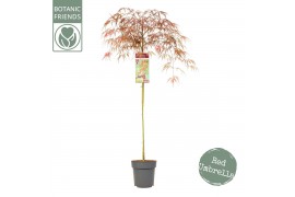 Acer palmatum garnet 90 cm cm stam