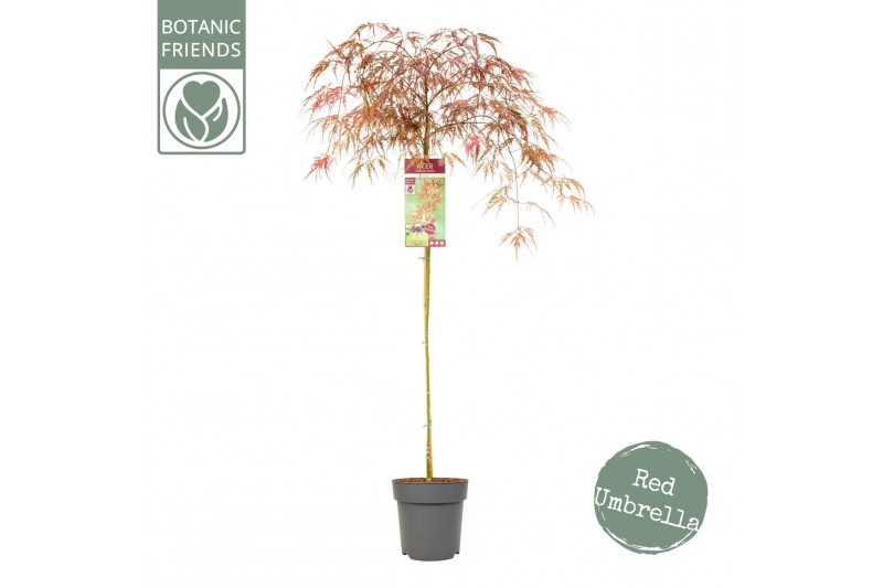 Acer palmatum garnet 90 cm cm stam 