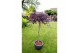 Acer palmatum garnet 90 cm cm stam 