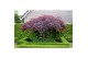 Acer palmatum garnet 90 cm cm stam 
