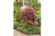 Acer palmatum garnet 90 cm cm stam 