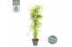 Acer palmatum emerald lace 