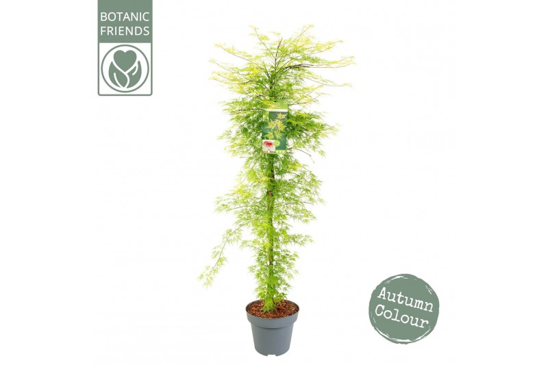 Acer palmatum emerald lace 