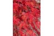 Acer palmatum emerald lace 