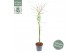 Acer palmatum emerald lace 