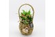 Arrangementen kamerplanten MDCR-2507 Moederdag creatie 2 pp 