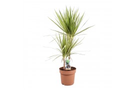 Dracaena marg. sunray 2pp - 45-15