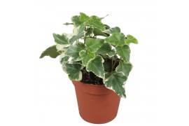 Hedera helix eva 7pp - 10-15cm Rank