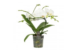 Phalaenopsis anthura madrid Infinity White - 2 tak, 16+ bloem
