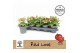 Solanum lycopersicum tomaat Farmzy® Red Love, tomato plant 