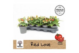 Solanum lycopersicum tomaat Farmzy® Red Love, tomato plant