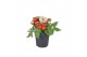 Solanum lycopersicum tomaat Farmzy® Red Love, tomato plant 