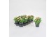 Solanum lycopersicum tomaat Farmzy® Red Love, tomato plant 