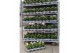Solanum lycopersicum tomaat Farmzy® Red Love, tomato plant 
