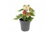 Solanum lycopersicum tomaat Farmzy® Red Love, tomato plant 