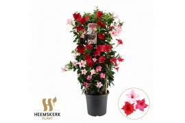 Mandevilla Mandevilla 4 Kleuren op zuil p24