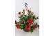 Mandevilla sundaville burgundy Hangpot 
