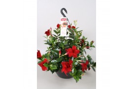 Mandevilla sundaville burgundy Hangpot