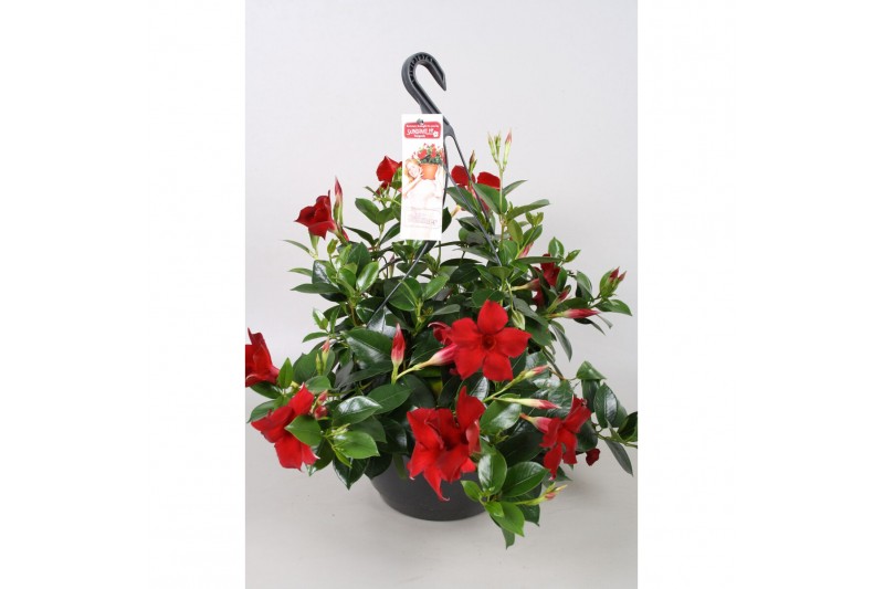 Mandevilla sundaville burgundy Hangpot 