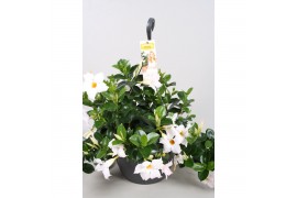 Mandevilla sanderi summerstar white Hangpot