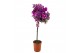Bougainvillea sanderiana Glabra op stam 