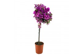 Bougainvillea sanderiana Glabra op stam