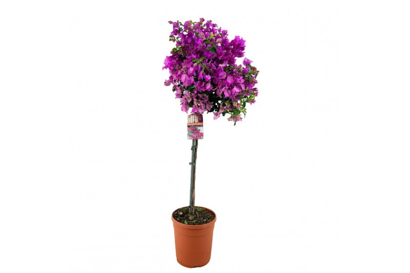 Bougainvillea sanderiana Glabra op stam 