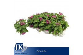 Pentas lanceolata graffiti violet