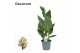 Canna alaska decorum 