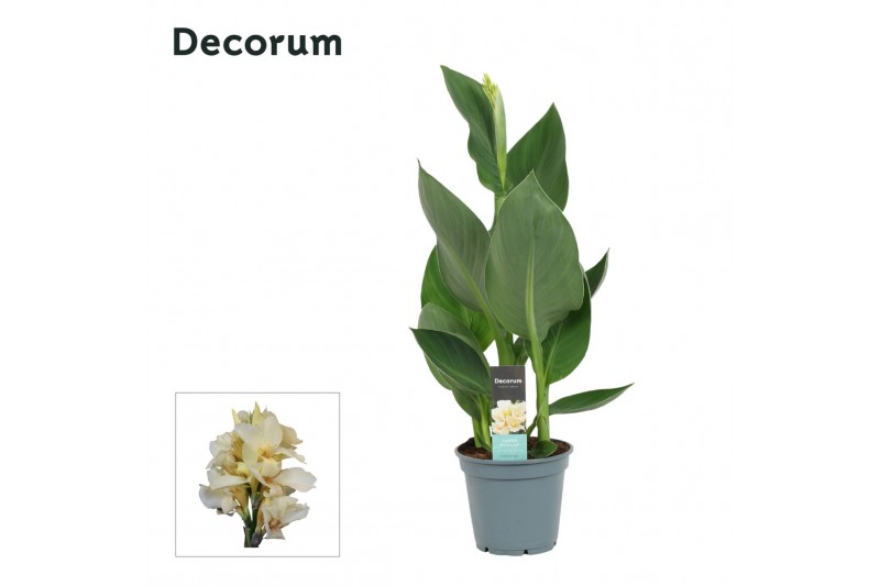 Canna alaska decorum 