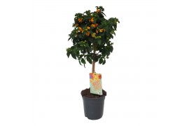 Lantana camara oranje op stam